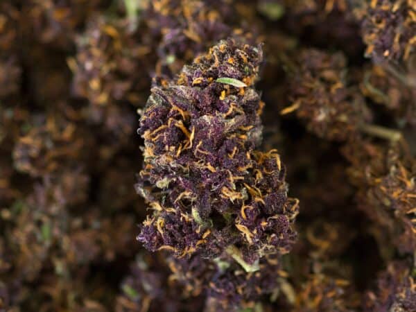 Purple Maze Limited Edition 3gr